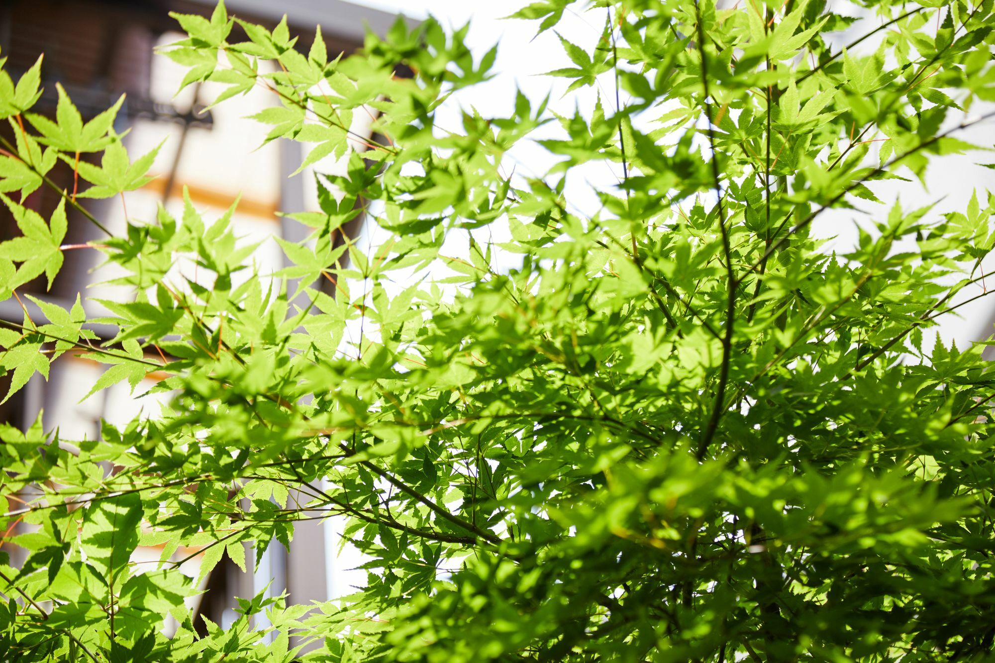 Tachibana An Villa Kyoto Dış mekan fotoğraf